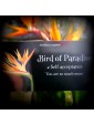 The Language of Flowers Deck : Loving support from the wisdom of nature by Cheralyn Darcey